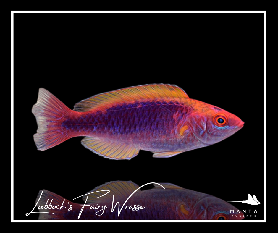Lubbock's Fairy Wrasse